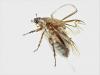 Amphimallon solstitiale